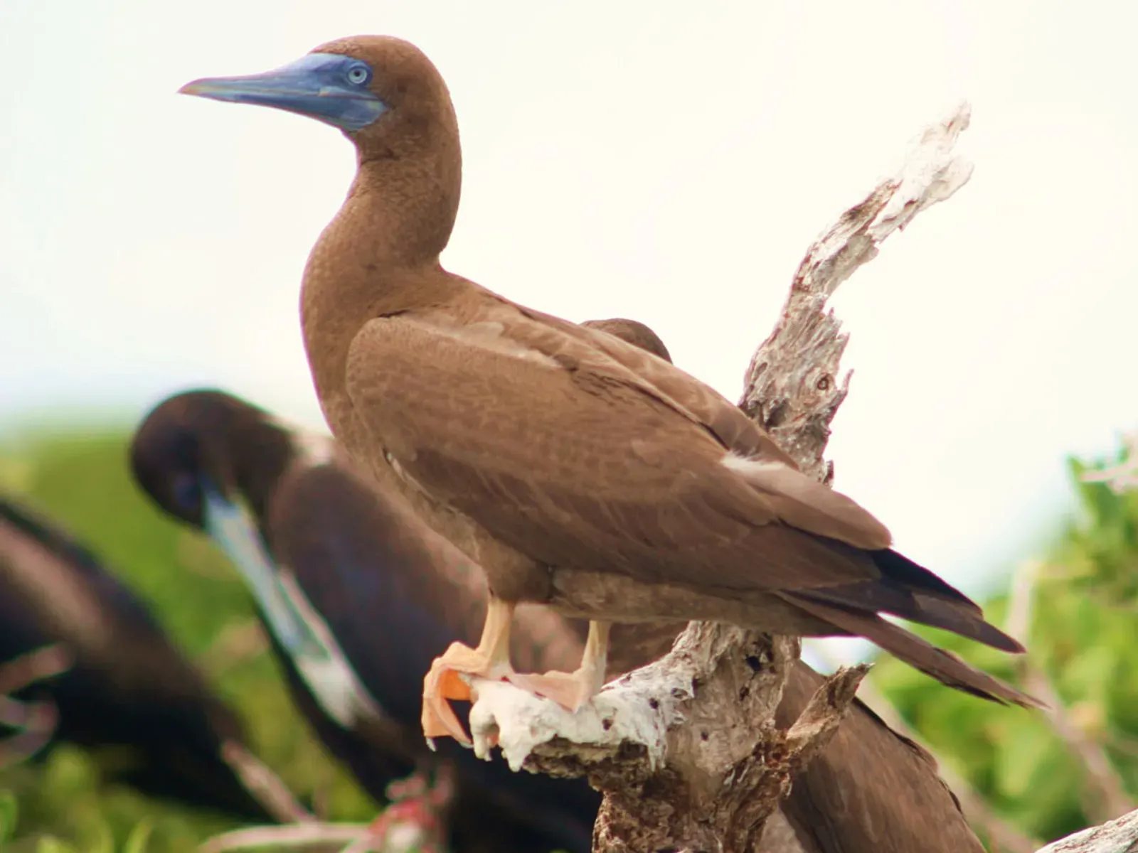 Scenic 90-minute ferry crossing across the Caribbean Sea