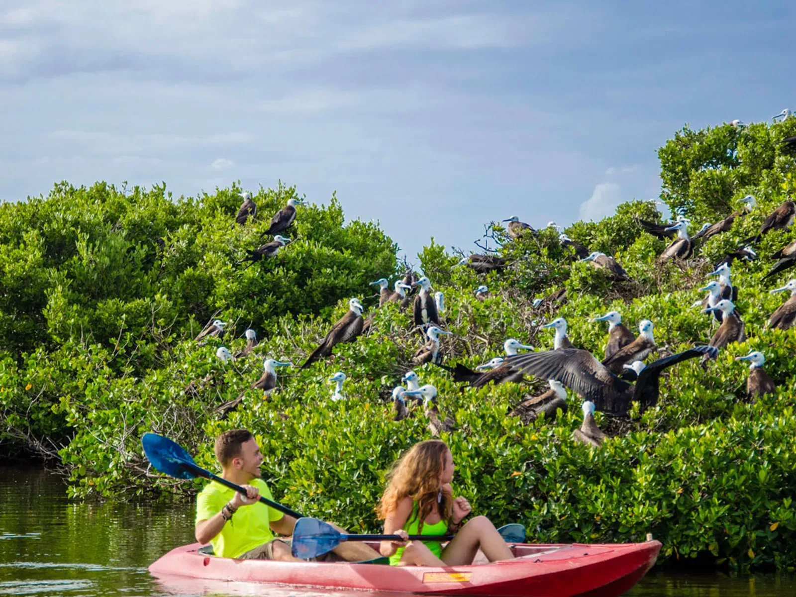 Visit the world's largest Frigate Bird Sanctuary with over 5,000 birds
